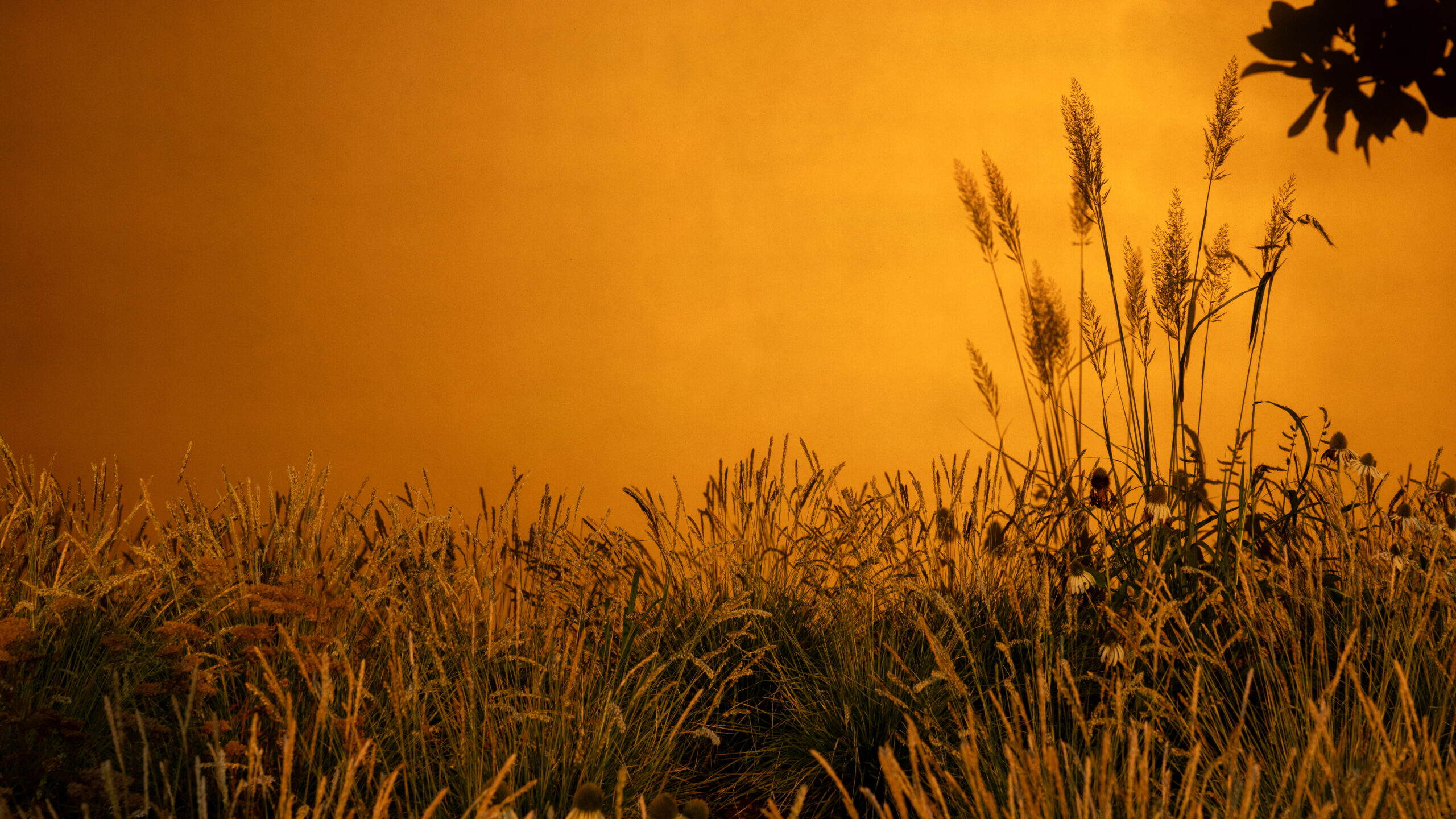Golden sunset over tall grasses silhouettes, orange sky filling the scene.